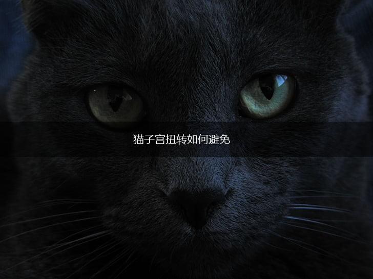 猫子宫扭转如何避免,第1张 猫子宫扭转如何避免,第1张