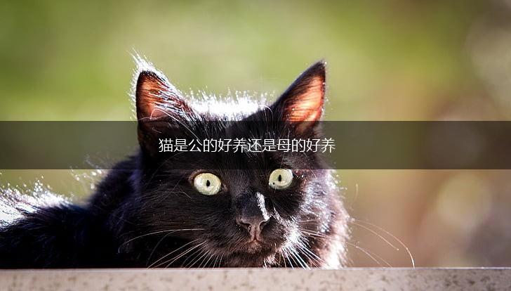 猫是公的好养还是母的好养,第1张 猫是公的好养还是母的好养,第1张