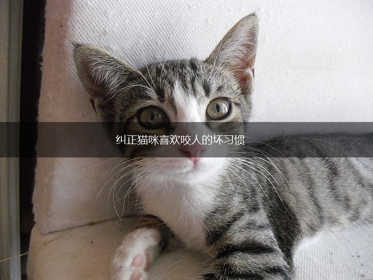 纠正猫咪喜欢咬人的坏习惯,第1张 纠正猫咪喜欢咬人的坏习惯,第1张