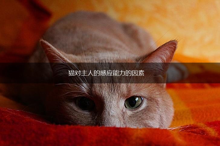 猫对主人的感应能力的因素,第1张 猫对主人的感应能力的因素,第1张