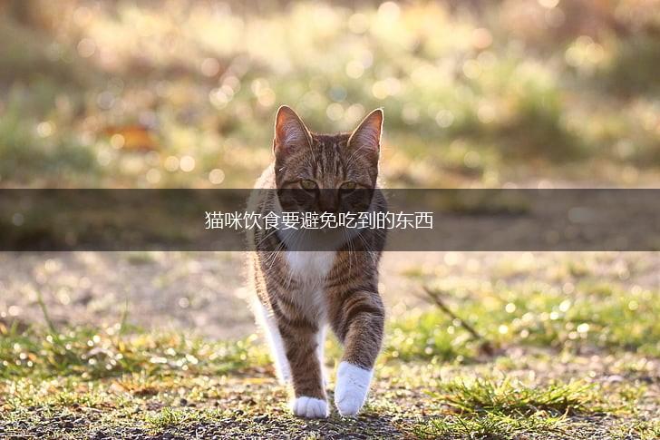 猫咪饮食要避免吃到的东西,第1张 猫咪饮食要避免吃到的东西,第1张