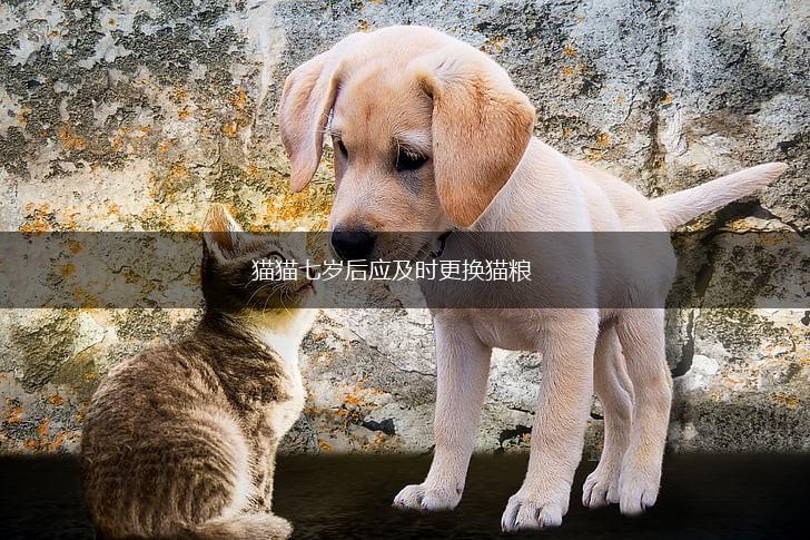 猫猫七岁后应及时更换猫粮,第1张 猫猫七岁后应及时更换猫粮,第1张