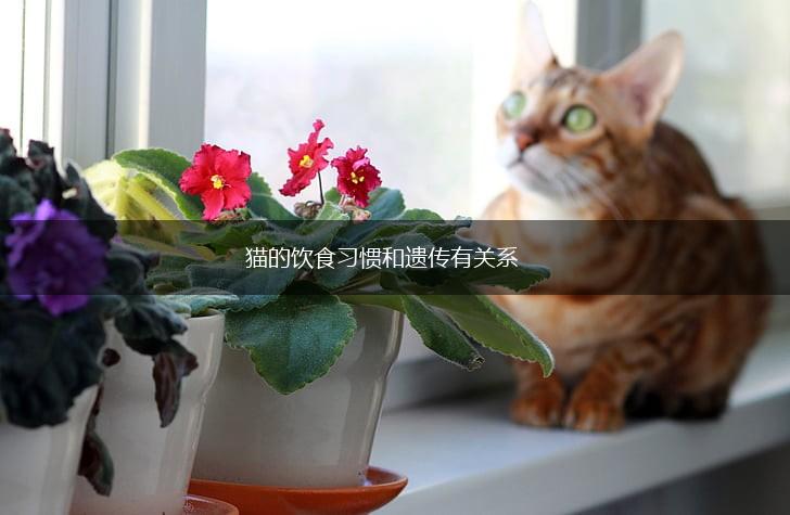 猫的饮食习惯和遗传有关系,第1张 猫的饮食习惯和遗传有关系,第1张