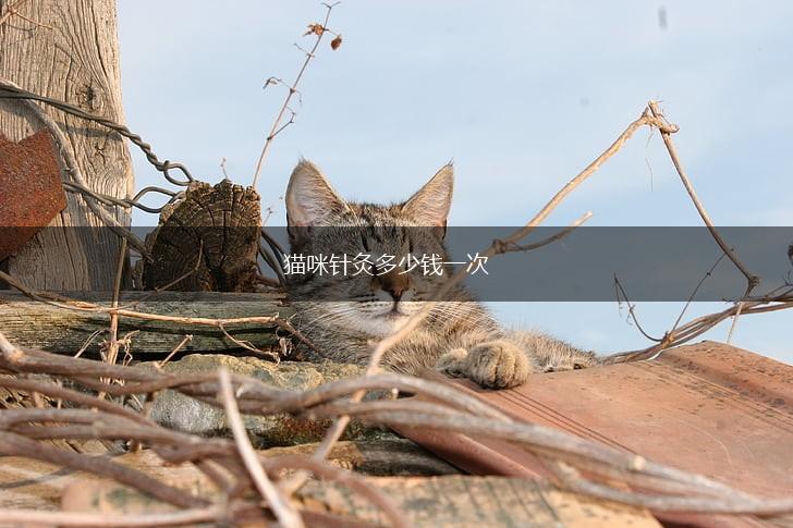 猫咪针灸多少钱一次,第1张 猫咪针灸多少钱一次,第1张