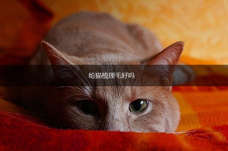 给猫梳理毛好吗,第1张