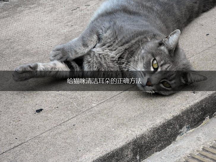给猫咪清洁耳朵的正确方法,第1张