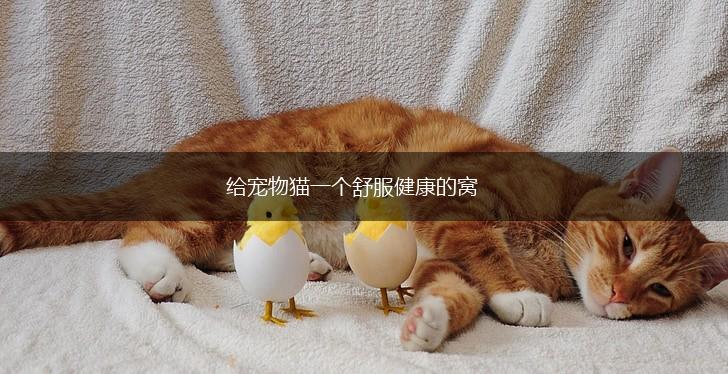 给宠物猫一个舒服健康的窝,第1张