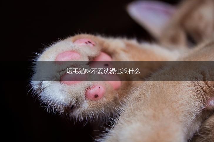 短毛猫咪不爱洗澡也没什么,第1张