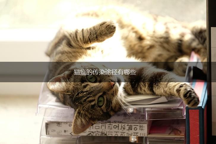 猫瘟的传染途径有哪些,第1张 猫瘟的传染途径有哪些,第1张