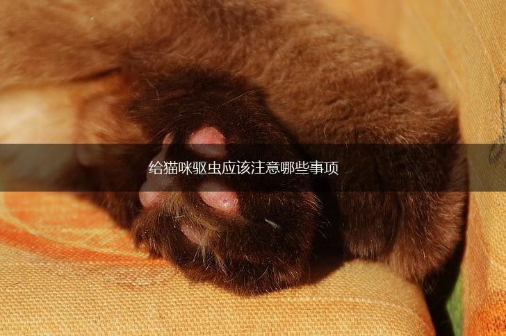 给猫咪驱虫应该注意哪些事项,第1张 给猫咪驱虫应该注意哪些事项,第1张