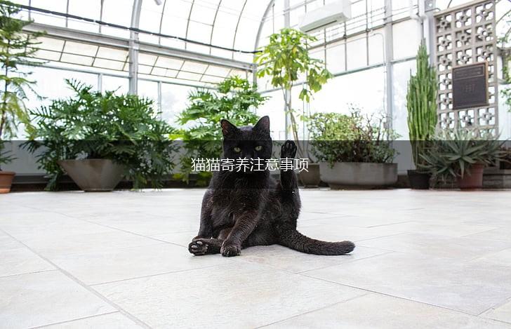 猫猫寄养注意事项,第1张 猫猫寄养注意事项,第1张
