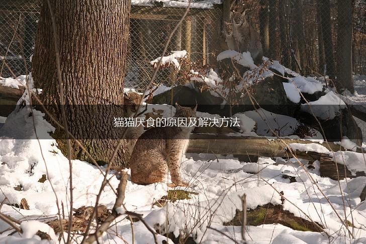 猫猫厌食的原因及解决方法,第1张 猫猫厌食的原因及解决方法,第1张