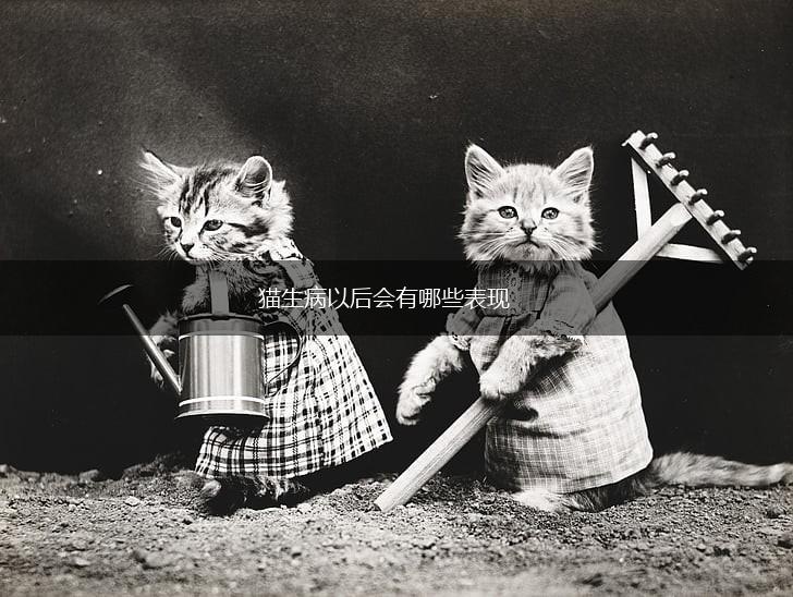 猫生病以后会有哪些表现,第1张 猫生病以后会有哪些表现,第1张
