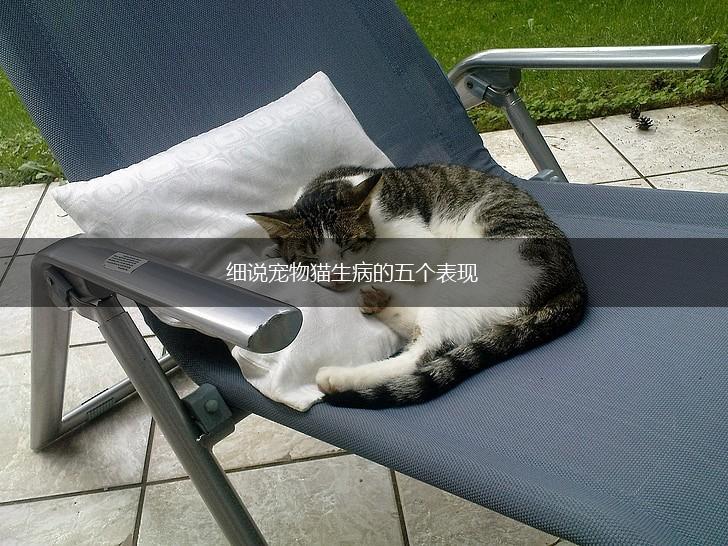 细说宠物猫生病的五个表现,第1张 细说宠物猫生病的五个表现,第1张