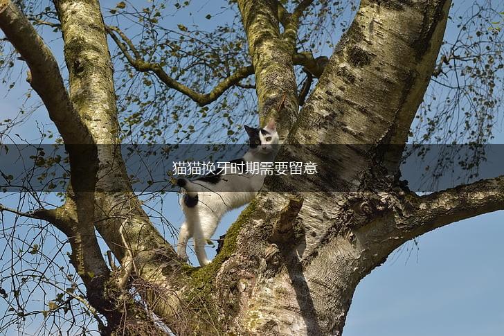 猫猫换牙时期需要留意,第1张 猫猫换牙时期需要留意,第1张