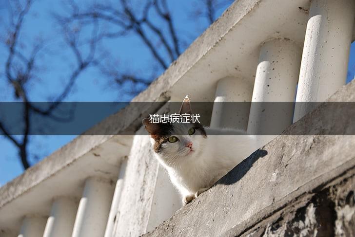 猫患病症状,第1张 猫患病症状,第1张