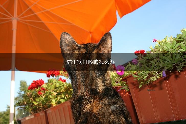 猫生病打喷嚏怎么办,第1张 猫生病打喷嚏怎么办,第1张