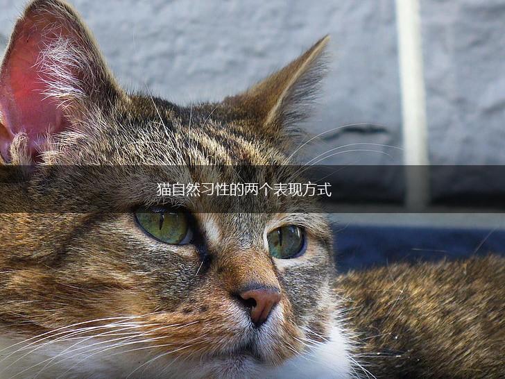 猫自然习性的两个表现方式,第1张 猫自然习性的两个表现方式,第1张