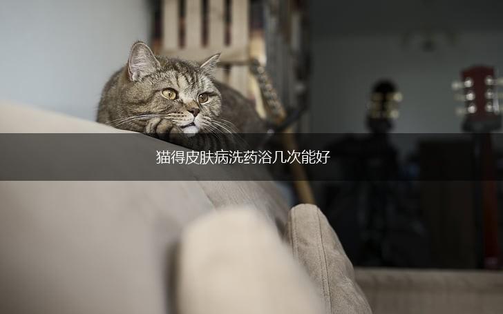 猫得皮肤病洗药浴几次能好,第1张 猫得皮肤病洗药浴几次能好,第1张