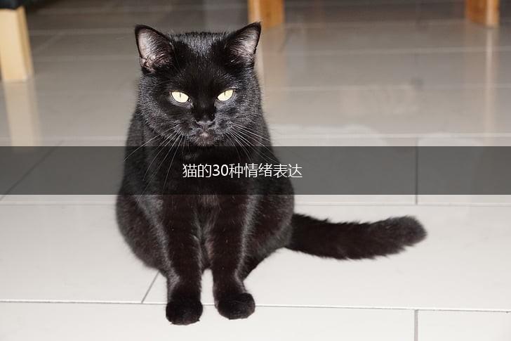 猫的30种情绪表达,第1张 猫的30种情绪表达,第1张