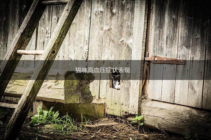 猫咪高血压症状表现,第1张 猫咪高血压症状表现,第1张
