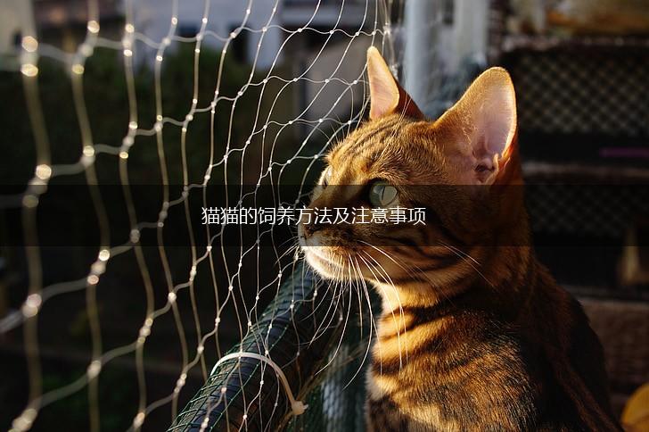 猫猫的饲养方法及注意事项,第1张 猫猫的饲养方法及注意事项,第1张