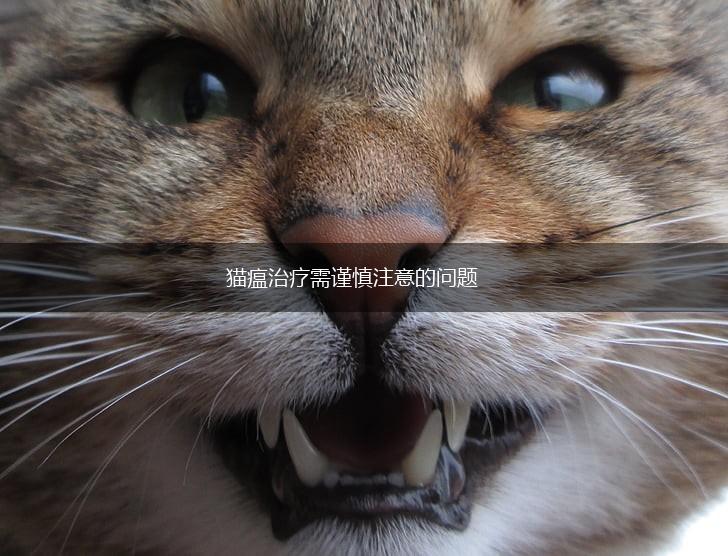 猫瘟治疗需谨慎注意的问题,第1张 猫瘟治疗需谨慎注意的问题,第1张