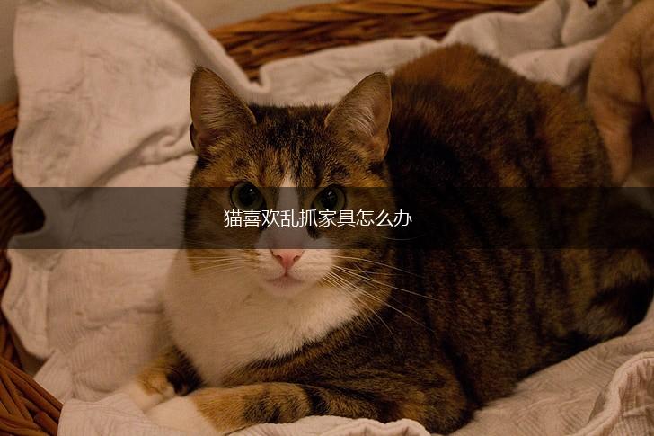 猫喜欢乱抓家具怎么办,第1张 猫喜欢乱抓家具怎么办,第1张