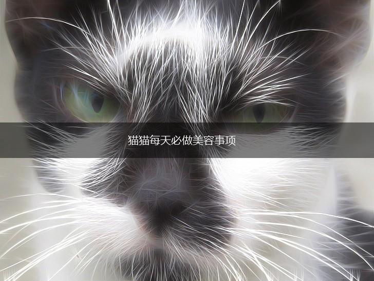 猫猫每天必做美容事项,第1张 猫猫每天必做美容事项,第1张