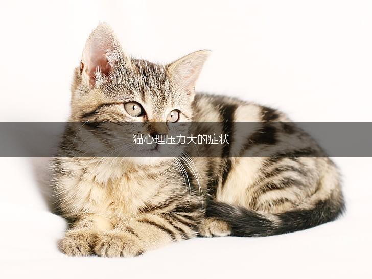 猫心理压力大的症状,第1张 猫心理压力大的症状,第1张