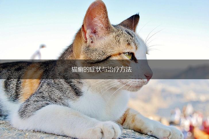 猫癣的症状与治疗方法,第1张 猫癣的症状与治疗方法,第1张