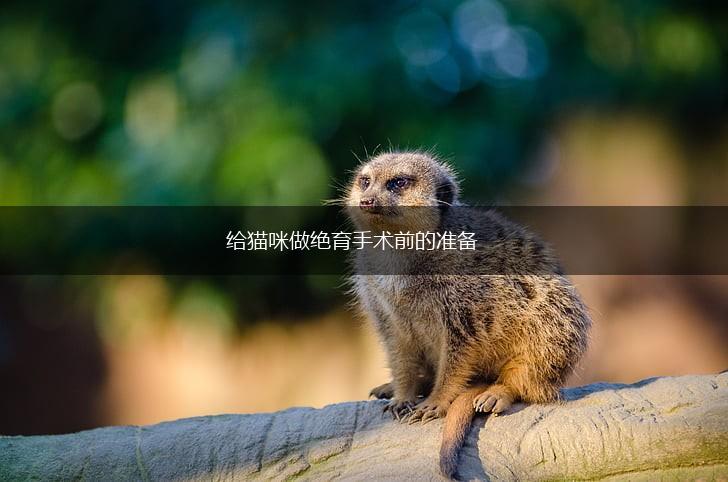 给猫咪做绝育手术前的准备,第1张 给猫咪做绝育手术前的准备,第1张