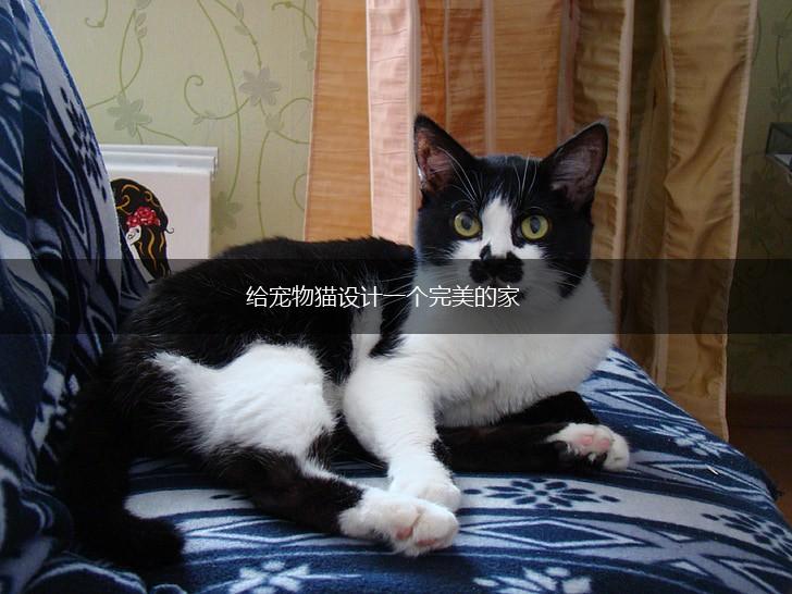 给宠物猫设计一个完美的家,第1张
