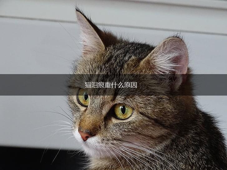 猫泪痕重什么原因,第1张 猫泪痕重什么原因,第1张