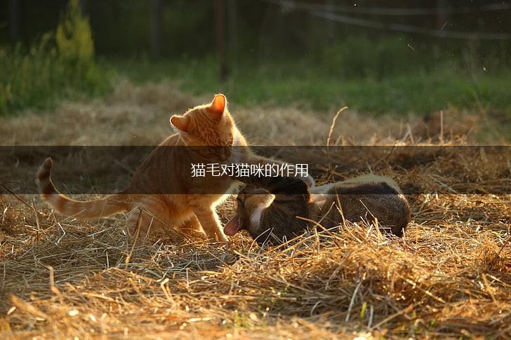 猫毛对猫咪的作用,第1张 猫毛对猫咪的作用,第1张