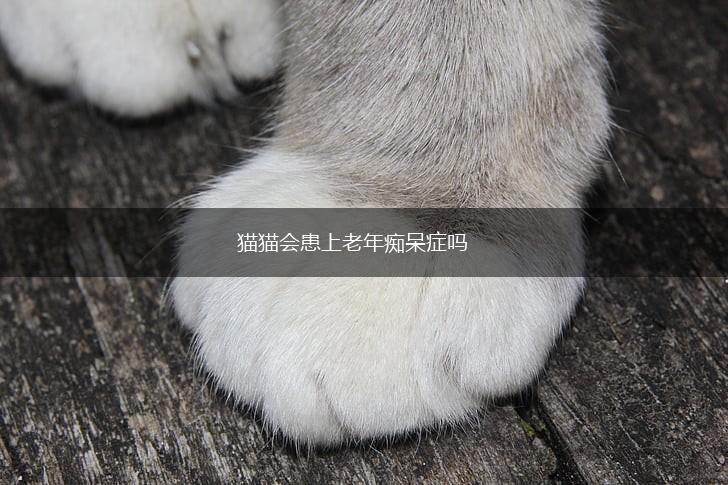 猫猫会患上老年痴呆症吗,第1张 猫猫会患上老年痴呆症吗,第1张