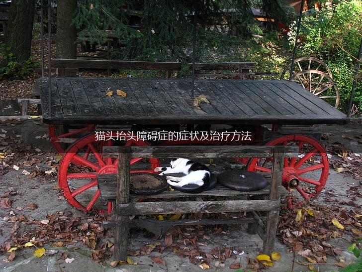 猫头抬头障碍症的症状及治疗方法,第1张 猫头抬头障碍症的症状及治疗方法,第1张