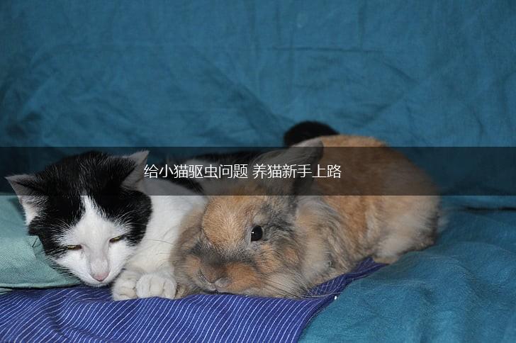 给小猫驱虫问题 养猫新手上路,第1张