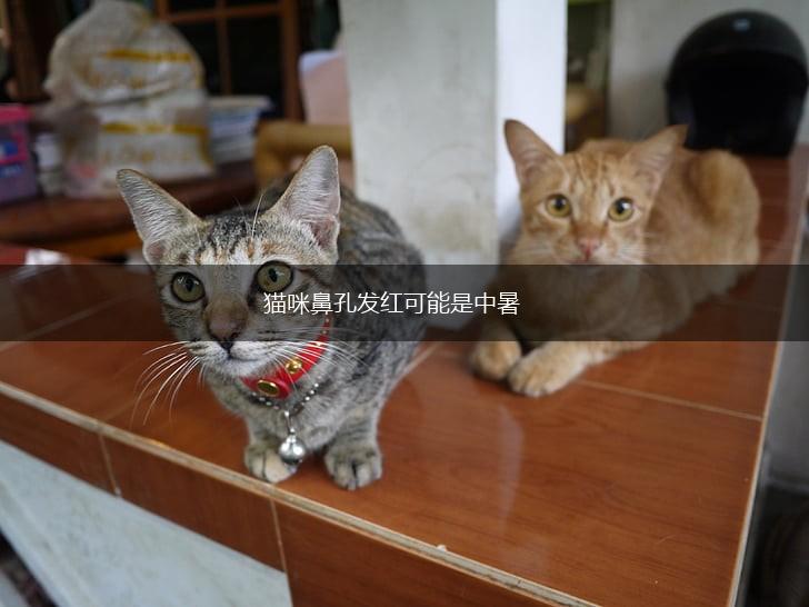 猫咪鼻孔发红可能是中暑,第1张 猫咪鼻孔发红可能是中暑,第1张