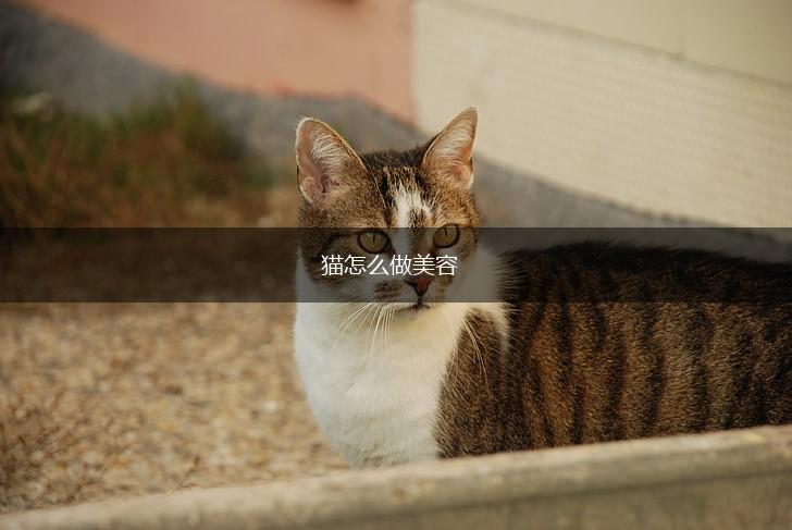 猫怎么做美容,第1张 猫怎么做美容,第1张