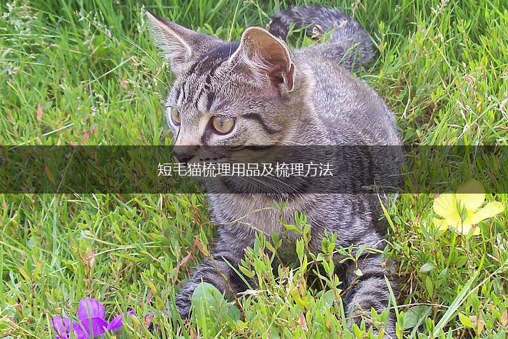 短毛猫梳理用品及梳理方法,第1张