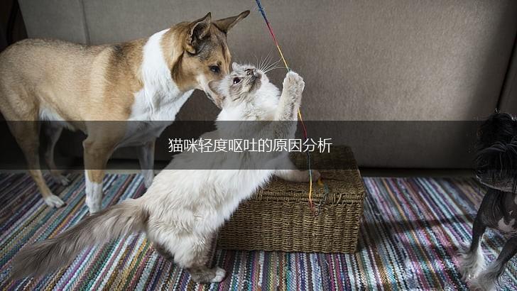猫咪轻度呕吐的原因分析,第1张 猫咪轻度呕吐的原因分析,第1张