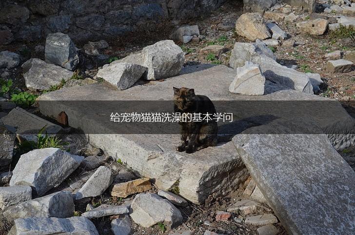 给宠物猫猫洗澡的基本学问,第1张 给宠物猫猫洗澡的基本学问,第1张