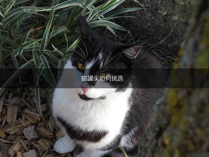 猫罐头如何挑选,第1张 猫罐头如何挑选,第1张