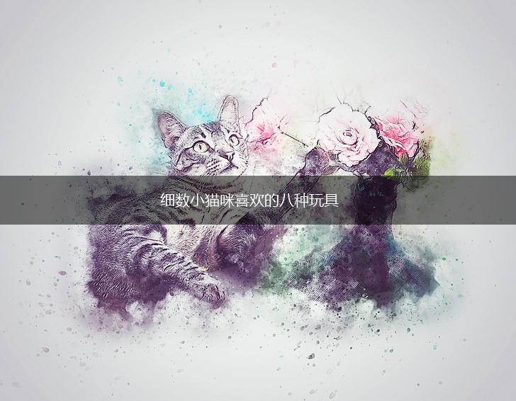 细数小猫咪喜欢的八种玩具,第1张