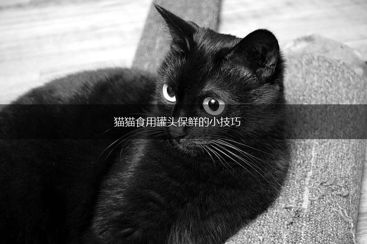 猫猫食用罐头保鲜的小技巧,第1张 猫猫食用罐头保鲜的小技巧,第1张