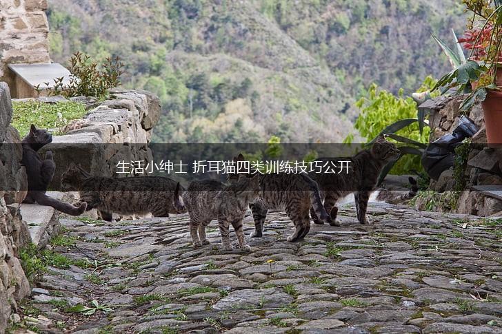 生活小绅士 折耳猫四类训练技巧公开,第1张