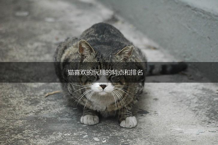 猫喜欢的玩具的特点和排名,第1张 猫喜欢的玩具的特点和排名,第1张