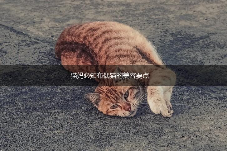 猫妈必知布偶猫的美容要点,第1张 猫妈必知布偶猫的美容要点,第1张