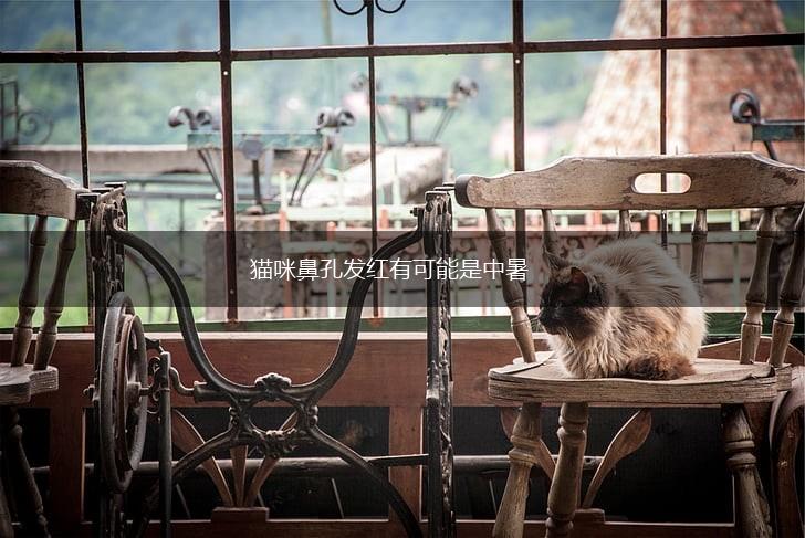 猫咪鼻孔发红有可能是中暑,第1张 猫咪鼻孔发红有可能是中暑,第1张